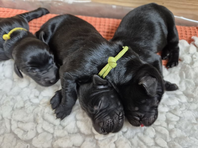 Schwarzer Flat Coated Retriever Rüdenwelpe