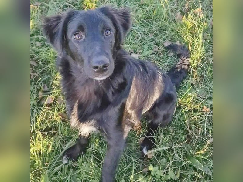 ❤️ superlieber Familienhund COOPER - 1,5 Jahre, 55cm - Flat Coated Retriever