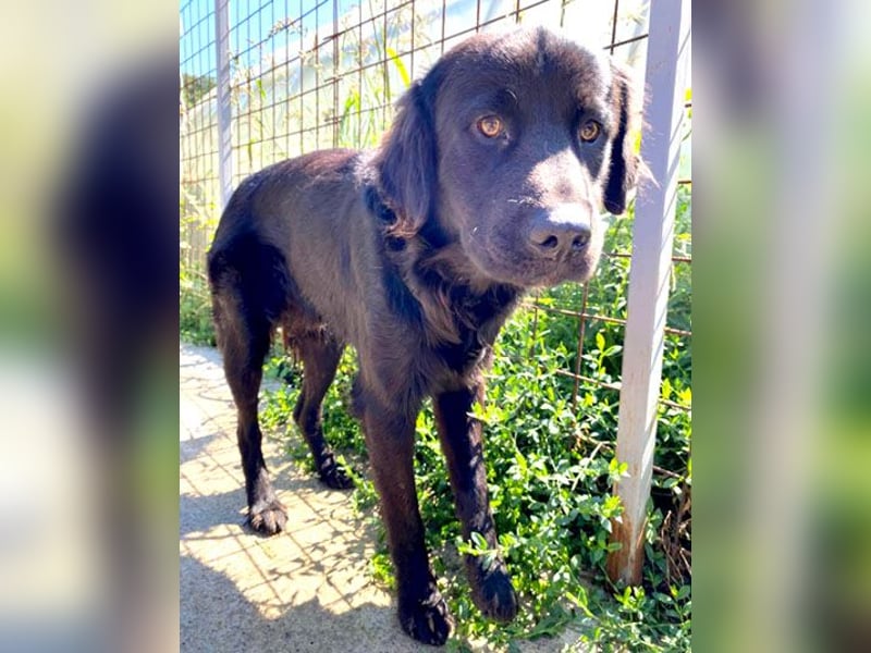 (R) superlieber Familienhund MARVIN - 3 Jahre, 50cm - Flat Coated Retriever
