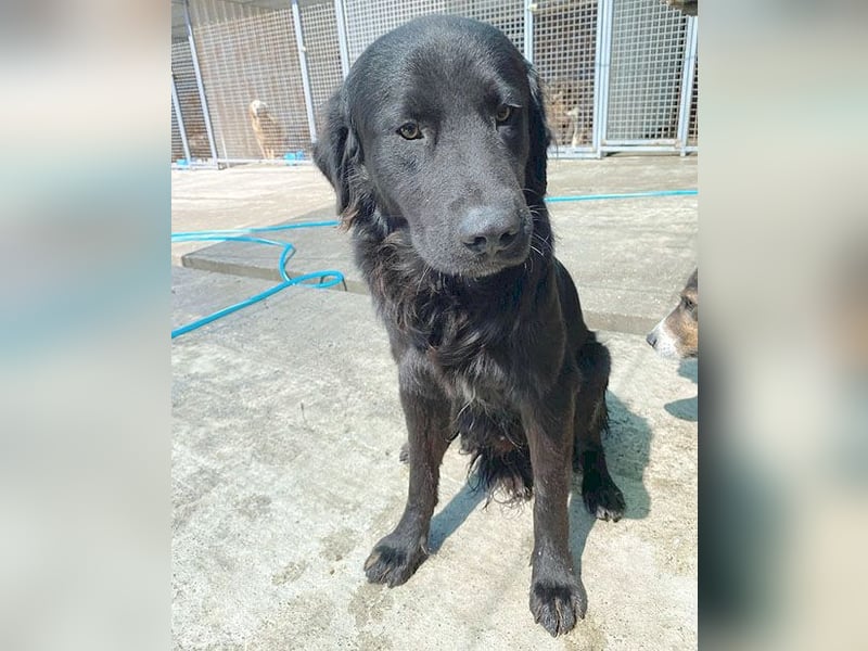 (R) superlieber Familienhund MARVIN - 3 Jahre, 50cm - Flat Coated Retriever