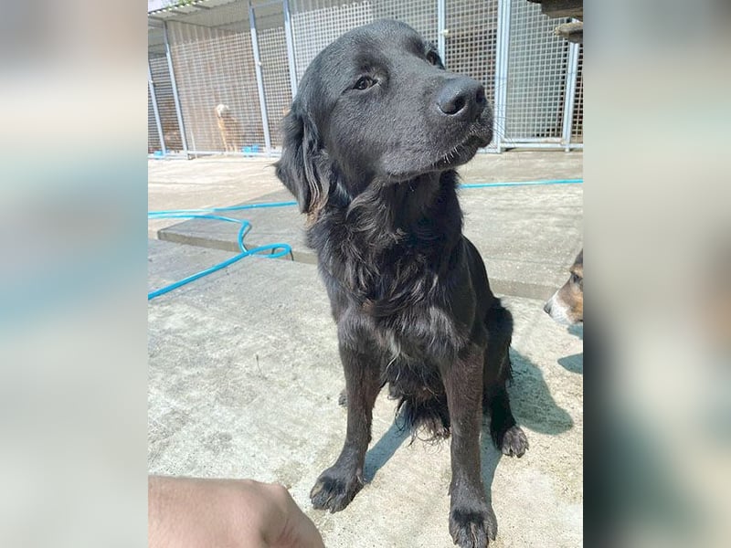 (R) superlieber Familienhund MARVIN - 3 Jahre, 50cm - Flat Coated Retriever