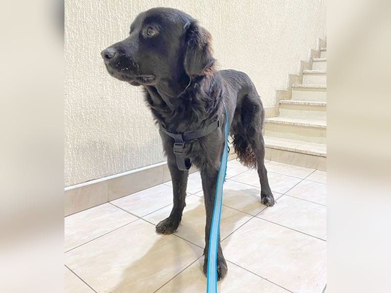 (R) superlieber Familienhund MARVIN - 3 Jahre, 50cm - Flat Coated Retriever