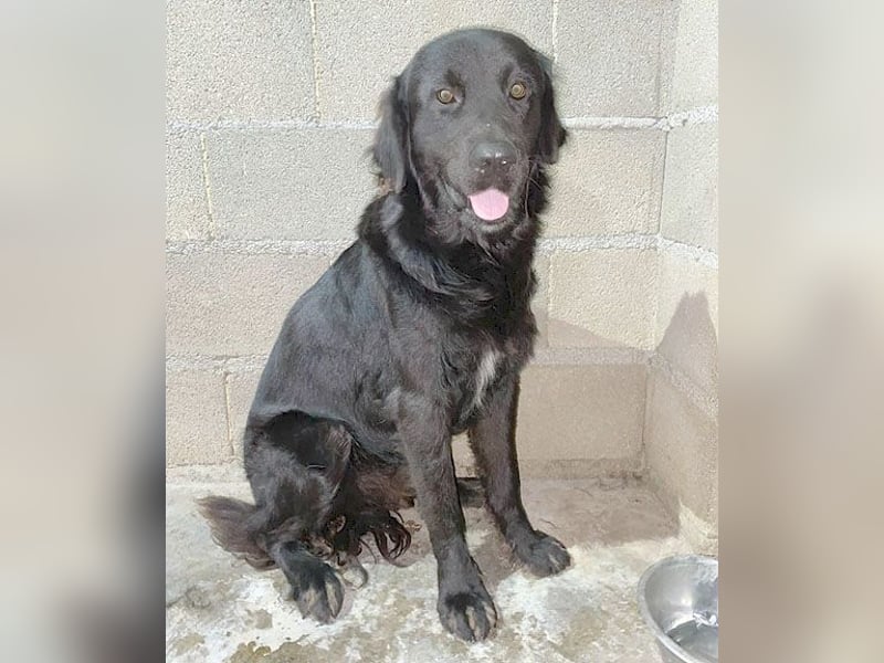 (R) superlieber Familienhund MARVIN - 3 Jahre, 50cm - Flat Coated Retriever