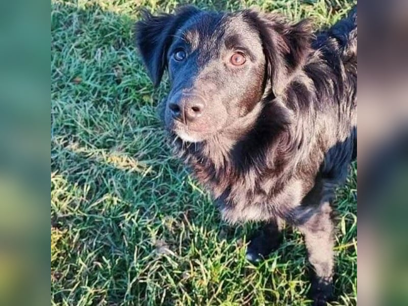 ❤️ superlieber Familienhund COOPER - 1,5 Jahre, 55cm - Flat Coated Retriever