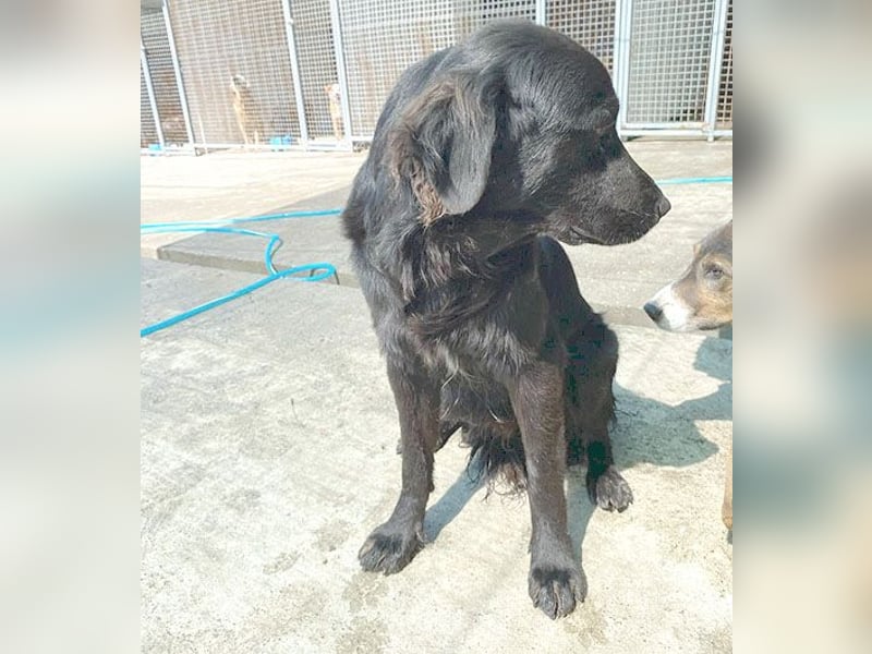 (R) superlieber Familienhund MARVIN - 3 Jahre, 50cm - Flat Coated Retriever