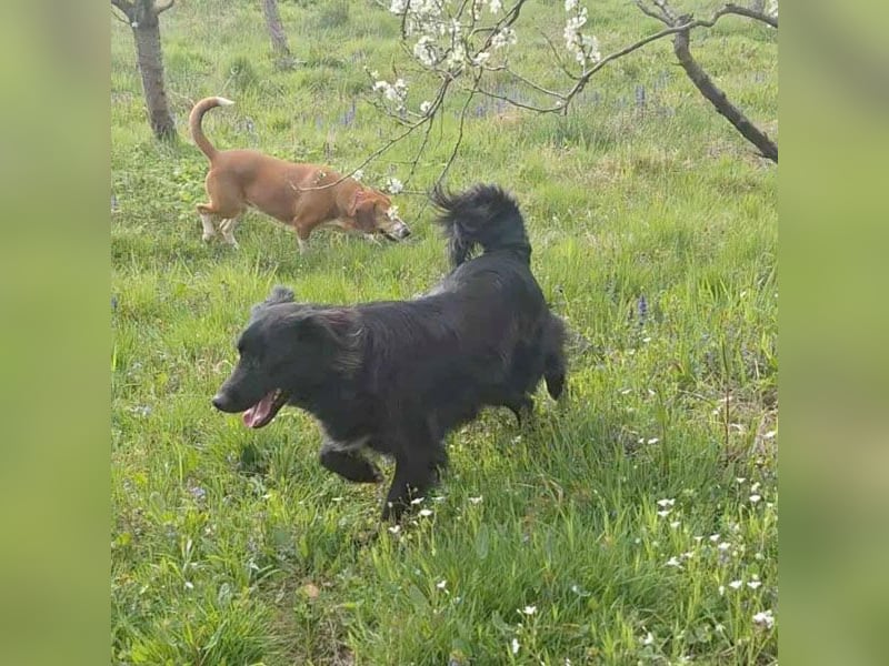 ❤️ superlieber Familienhund COOPER - 1,5 Jahre, 55cm - Flat Coated Retriever