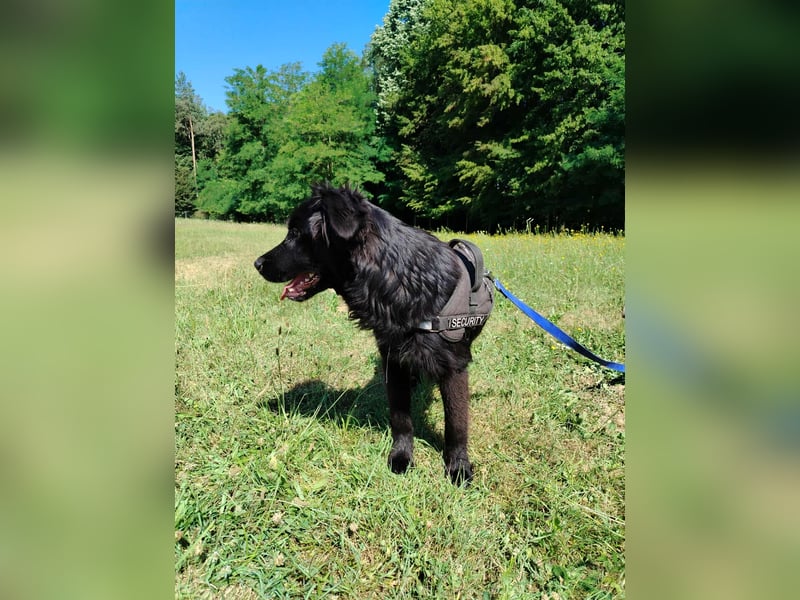junger Jamie sucht ein Zuhause oder Pflegestelle, Retriever Mischling, Junghund