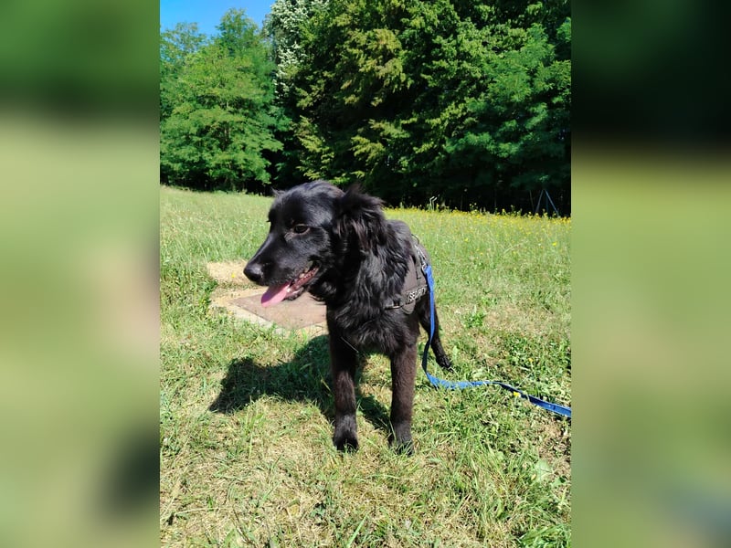 junger Jamie sucht ein Zuhause oder Pflegestelle, Retriever Mischling, Junghund
