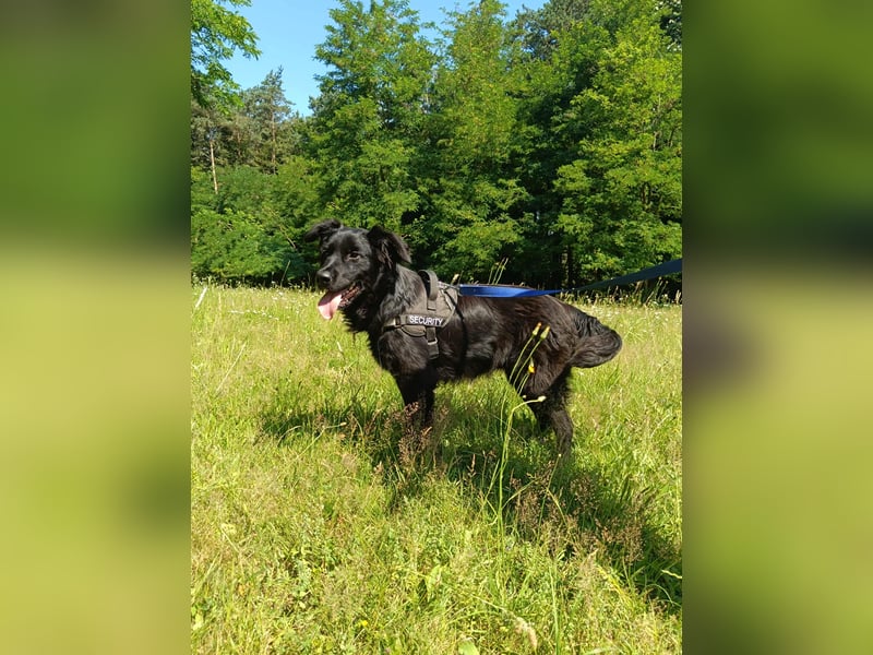 junger Jamie sucht ein Zuhause oder Pflegestelle, Retriever Mischling, Junghund