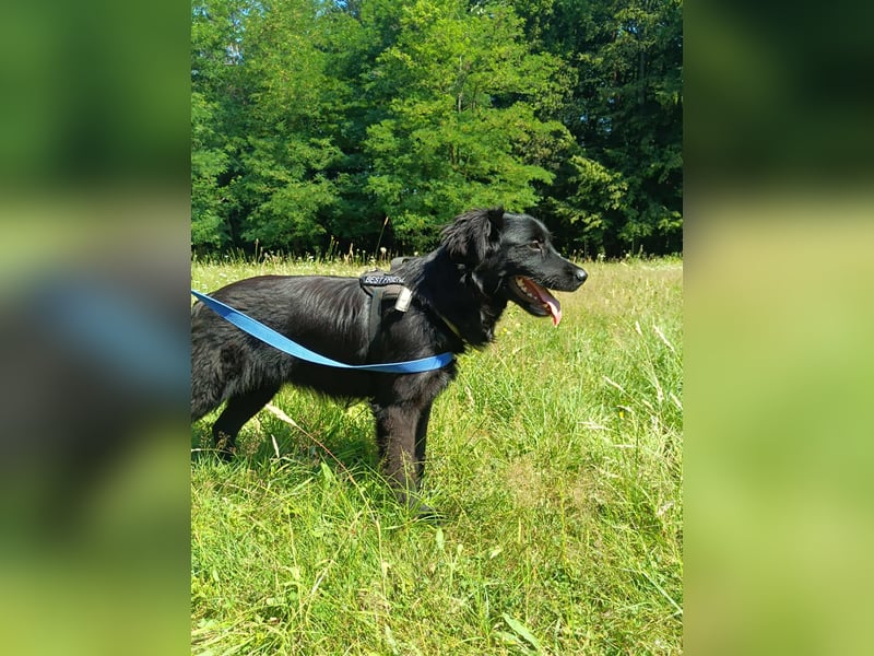 junger Jamie sucht ein Zuhause oder Pflegestelle, Retriever Mischling, Junghund