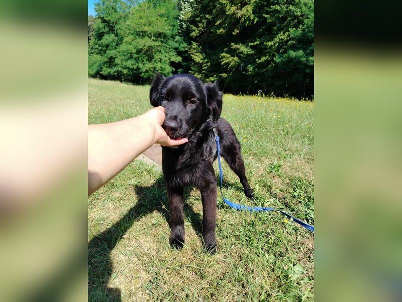 junger Jamie sucht ein Zuhause oder Pflegestelle, Retriever Mischling, Junghund