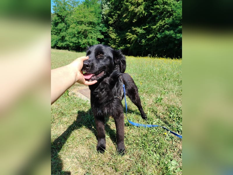 junger Jamie sucht ein Zuhause oder Pflegestelle, Retriever Mischling, Junghund