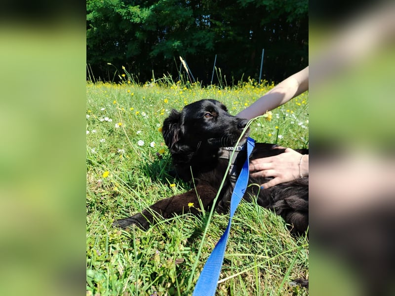 junger Jamie sucht ein Zuhause oder Pflegestelle, Retriever Mischling, Junghund