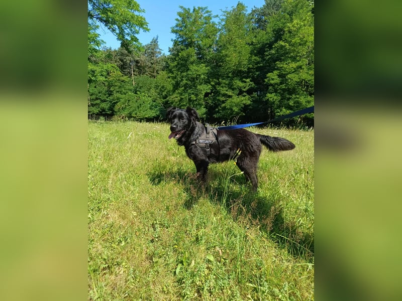 junger Jamie sucht ein Zuhause oder Pflegestelle, Retriever Mischling, Junghund