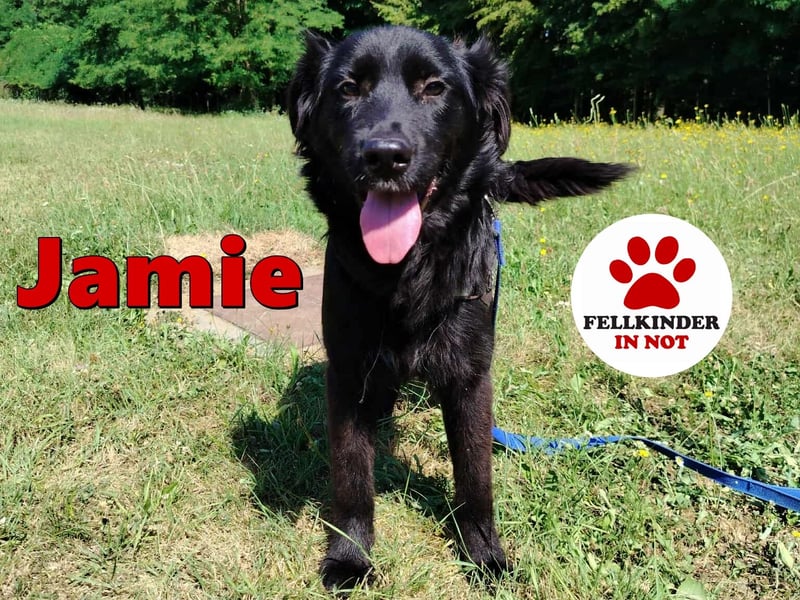 junger Jamie sucht ein Zuhause oder Pflegestelle, Retriever Mischling, Junghund