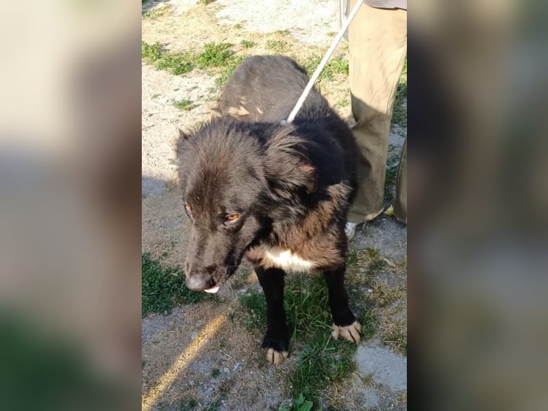 Paul - ein Ausnahmehund
