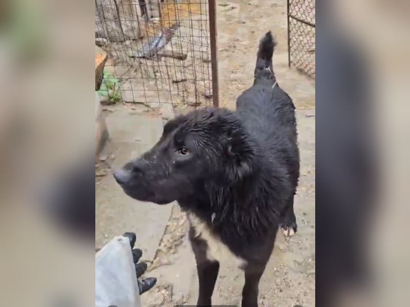 Paul - ein Ausnahmehund