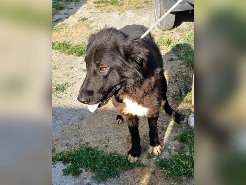 Paul - ein Ausnahmehund