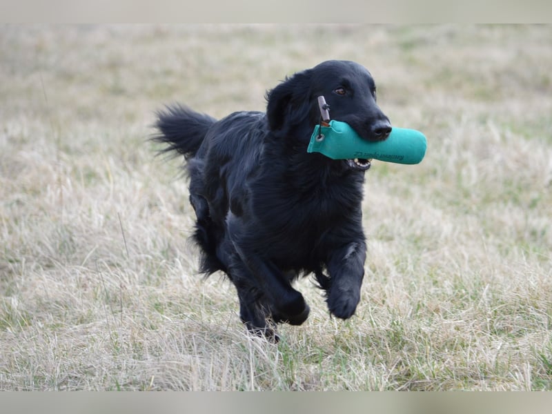Flat Coated Retriever - FCI Zucht - Welpen