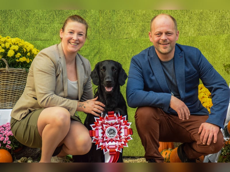 Flat Coated Retriever - FCI Zucht - Welpen