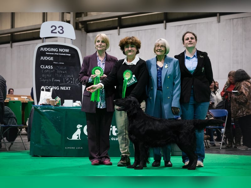 Flat Coated Retriever - FCI Zucht - Welpen