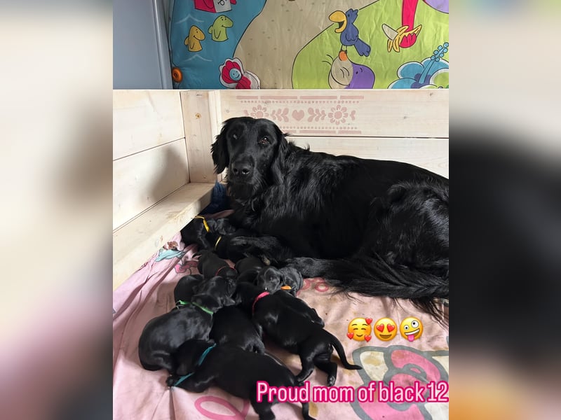 Flat Coated Retriever - FCI Zucht - Welpen