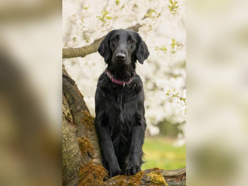 Flat Coated Retriever - FCI Zucht - Welpen
