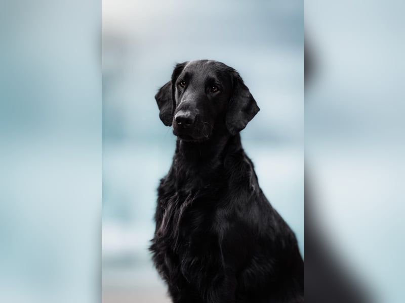 Flat Coated Retriever - FCI Zucht - Welpen