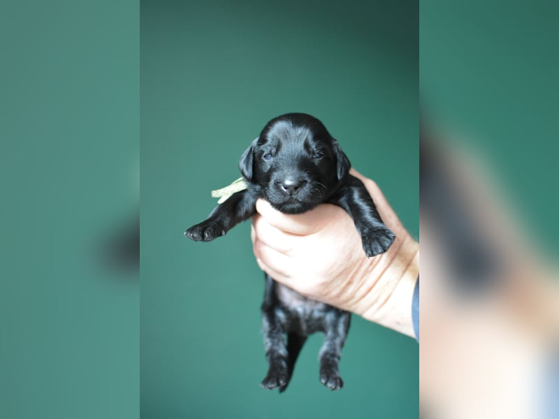 Flat Coated Retriever - FCI Zuchter - schwarz Welpe