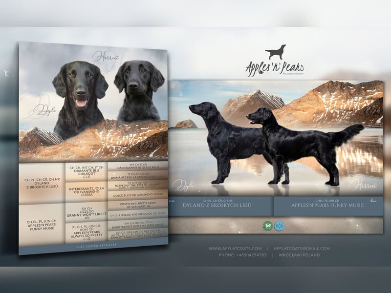 Flat Coated Retriever - FCI Zuchter - schwarz Welpe