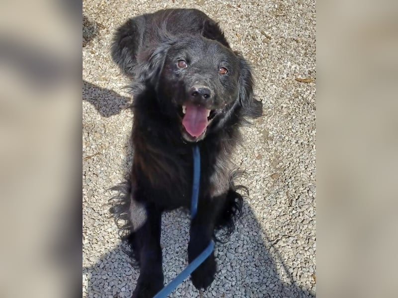 Firka, schüchterner Flat Coated Retriever