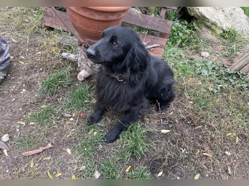 Firka, schüchterner Flat Coated Retriever