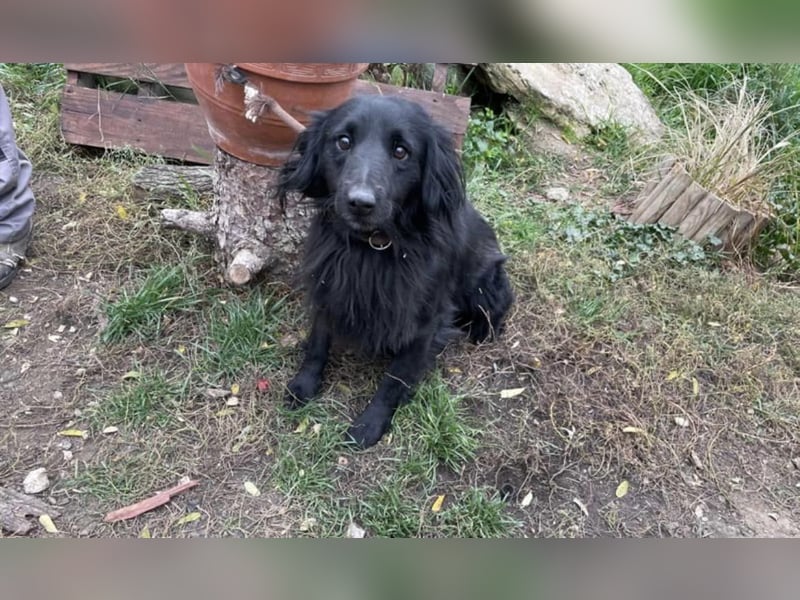 Firka, schüchterner Flat Coated Retriever