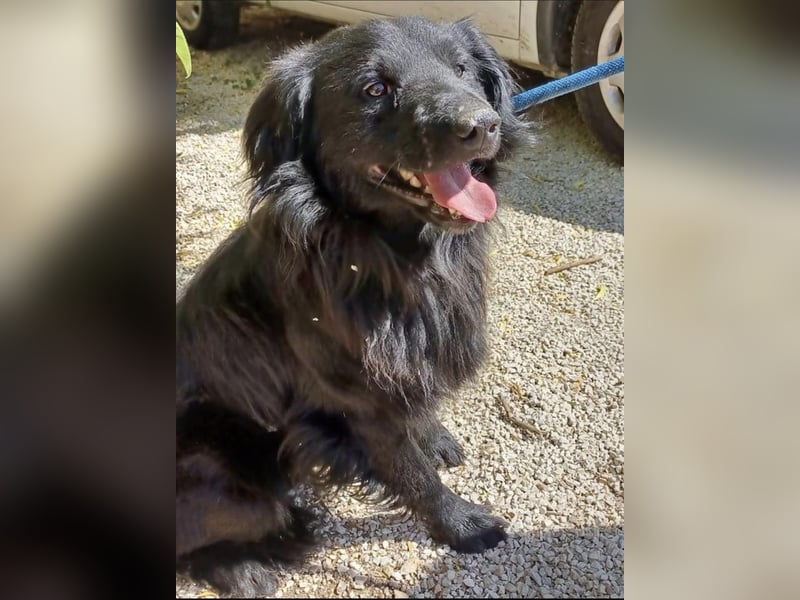 Firka, schüchterner Flat Coated Retriever