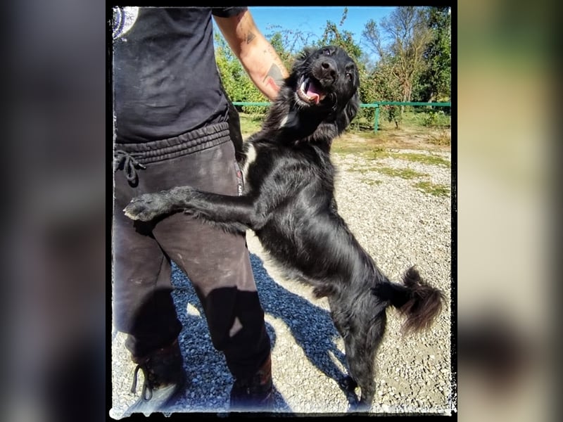 Batman - lieb, fröhlich und agil - sucht seine Menschen