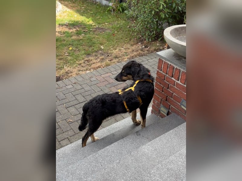 Otto: unkomplizierter, verschmuster Welpenbub