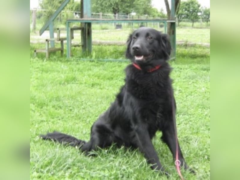 Medo ein Traumhund