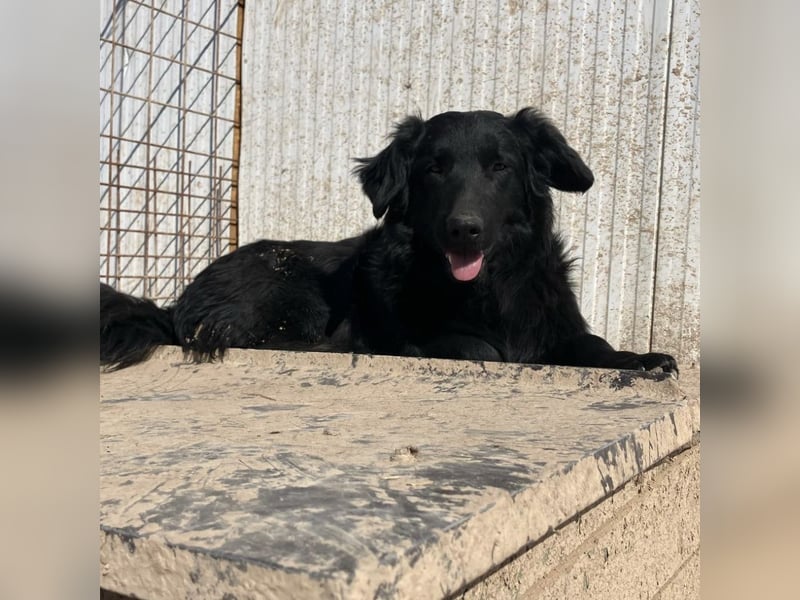 Ćiro ein Familienhund für Kinder