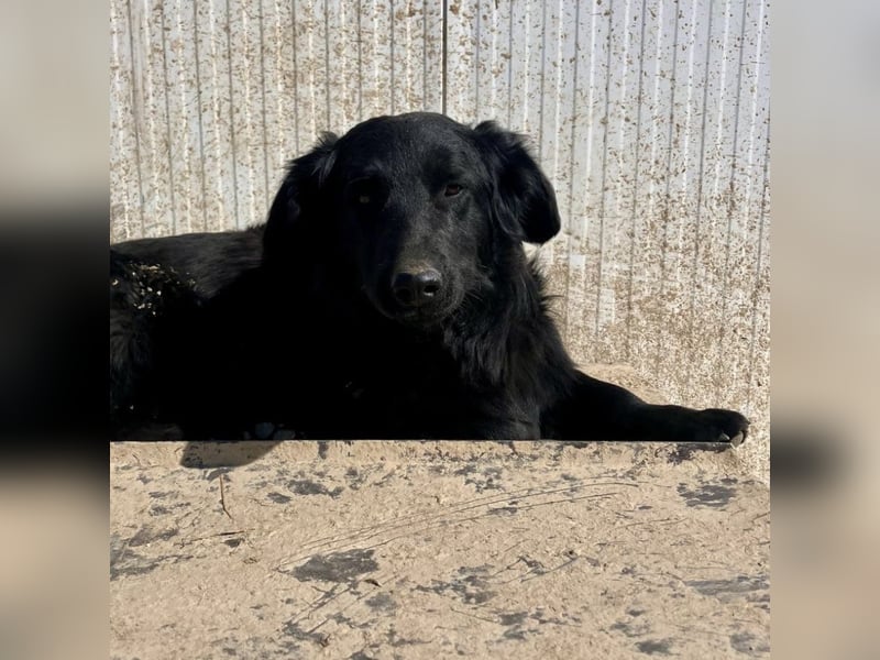 Ćiro ein Familienhund für Kinder