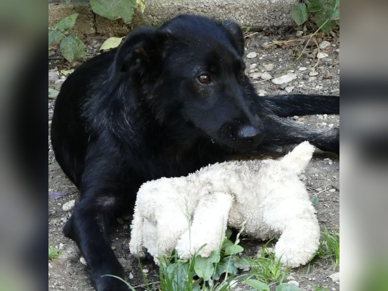 Jura - Traumhund sucht seine Familie