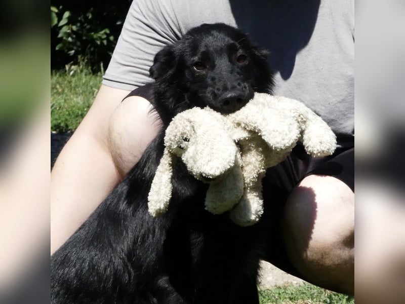 Jura - Traumhund sucht seine Familie