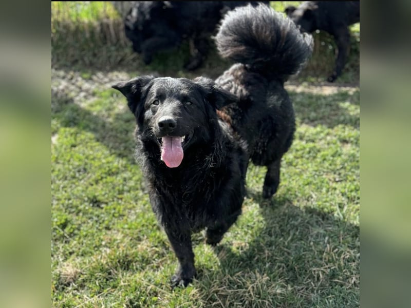 Ćiro ein Familienhund für Kinder