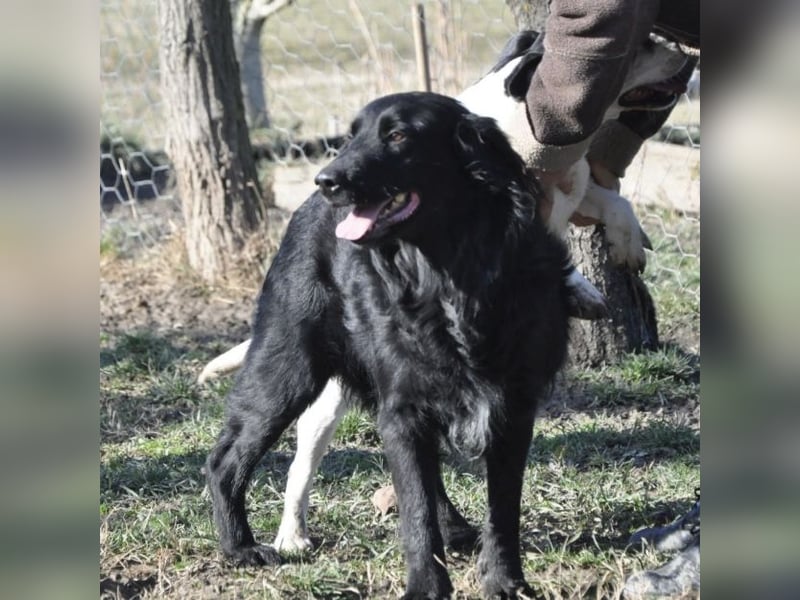 Medo ein Traumhund