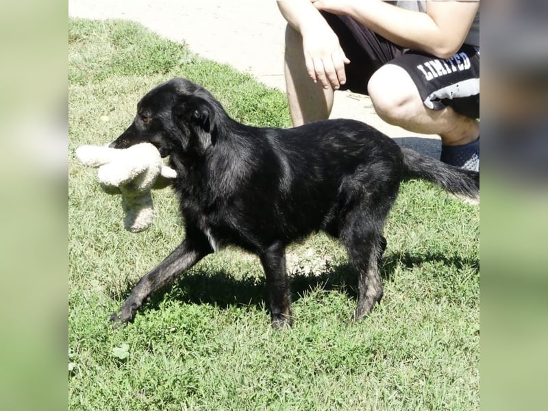 Jura - Traumhund sucht seine Familie