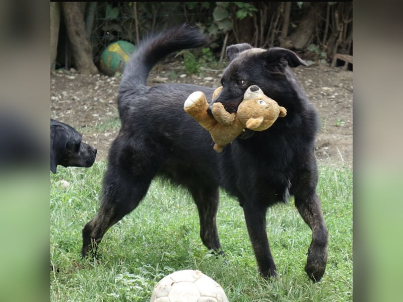 Jura - Traumhund sucht seine Familie