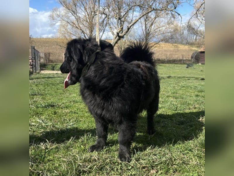 Ćiro ein Familienhund für Kinder