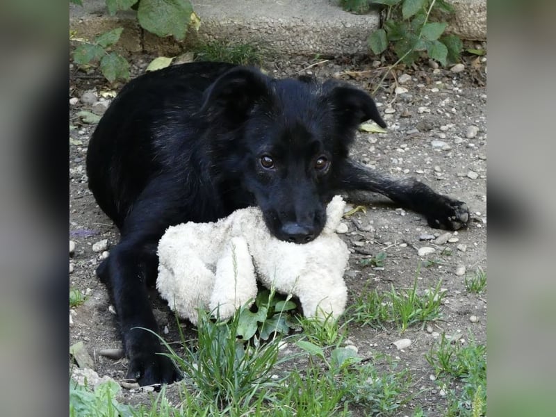Jura - Traumhund sucht seine Familie