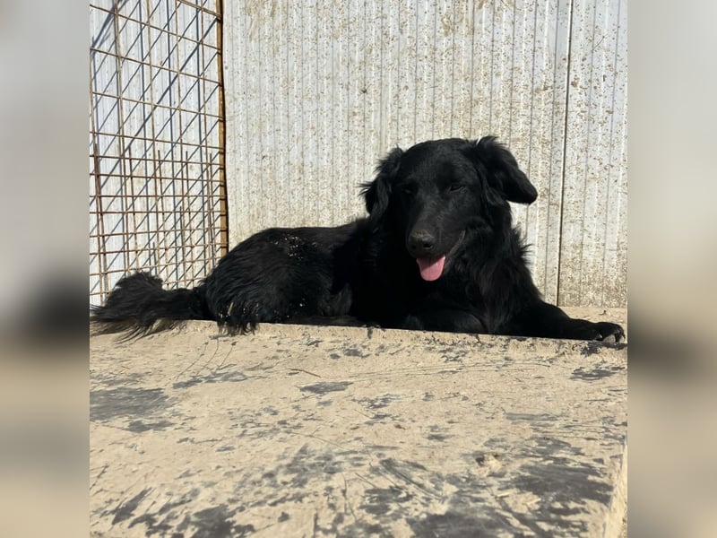 Ćiro ein Familienhund für Kinder