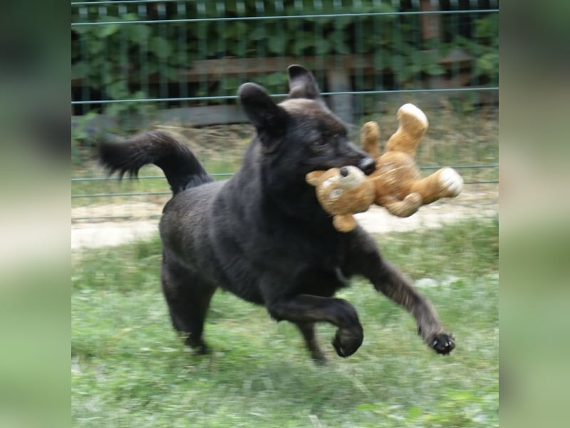 Jura - Traumhund sucht seine Familie