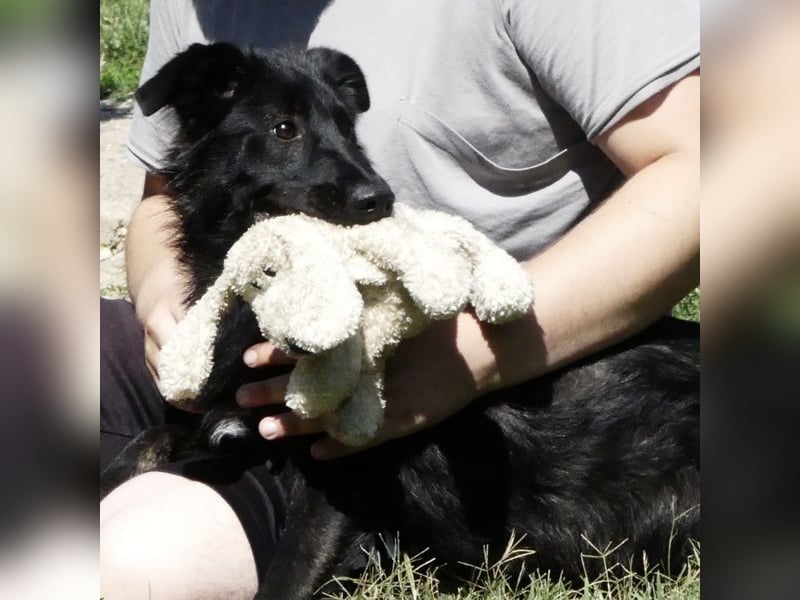 Jura - Traumhund sucht seine Familie